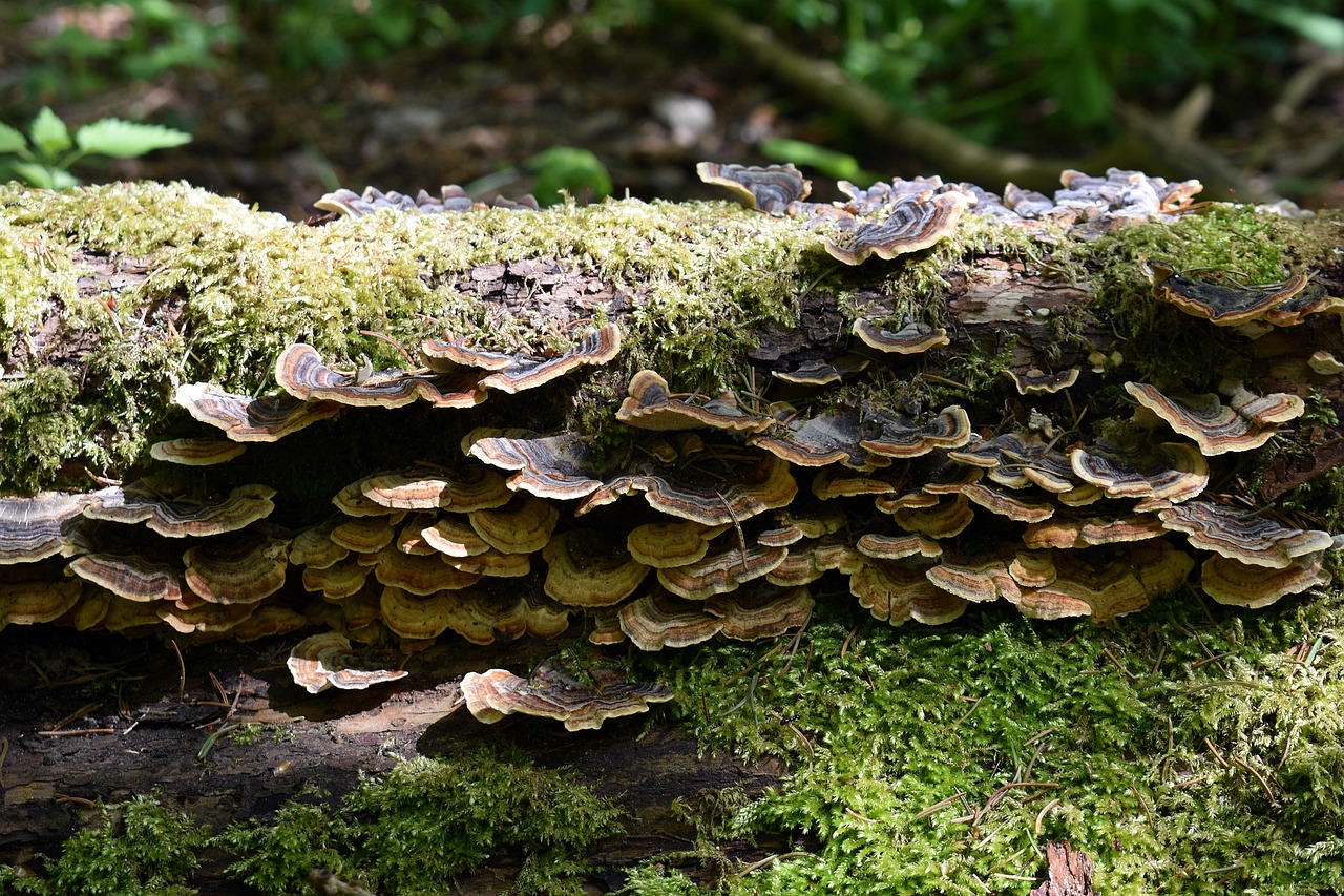 方盒万宝路柑橘爆珠：国服战网怎么注册账号教程