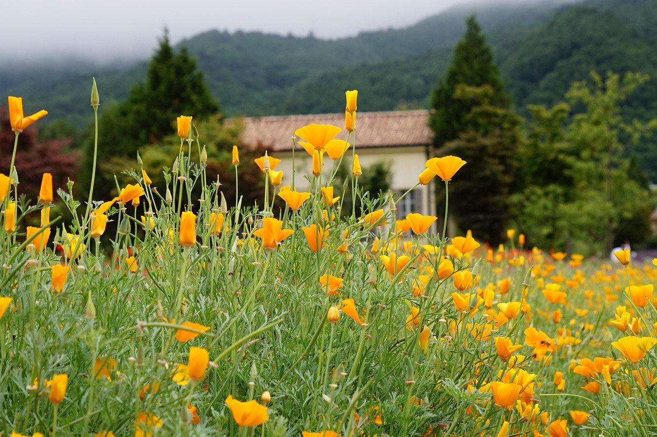 豪利时蓝莓爆珠:票务平台代理商